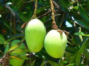 mango, green mango, fruit, tree, nature, juicy, yummy, food, exotic