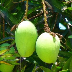 mango, green mango, fruit, tree, nature, juicy, yummy, food, exotic